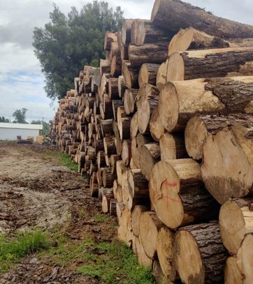 Troncos Apilados Listos para Aserrar