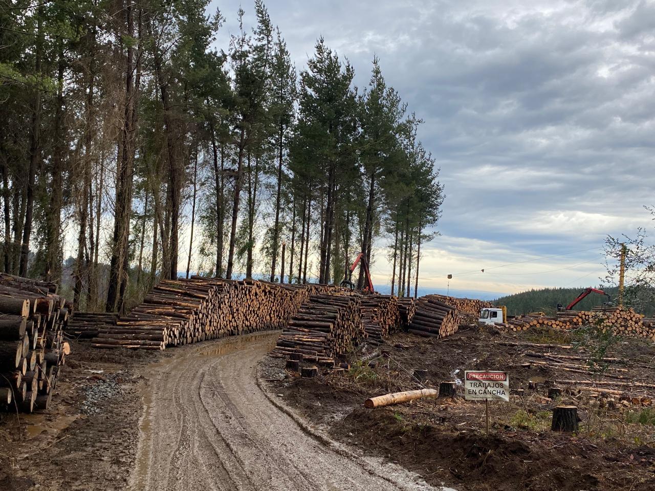 Troncos Para Pallets Apilados Forestal Los Álamos